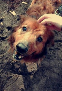 Schronisko w Celestynowie