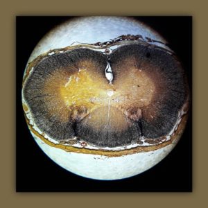 „Ciało człowieka w obiektywie mikroskopu”