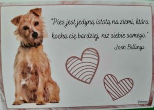 Kundel bury fajny pies!